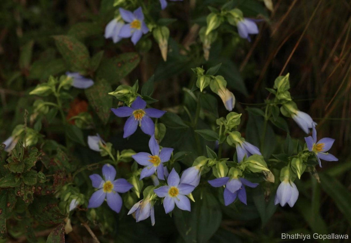 Exacum trinervium (L.) Druce